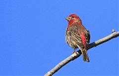 House Finch